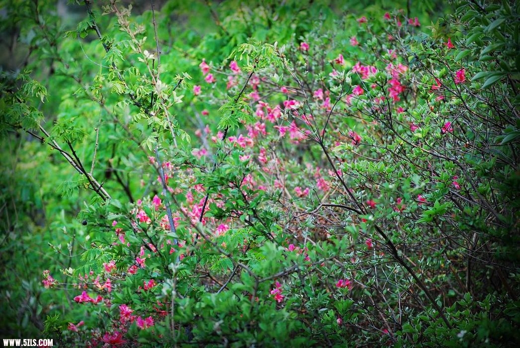 DSC_0866.JPG