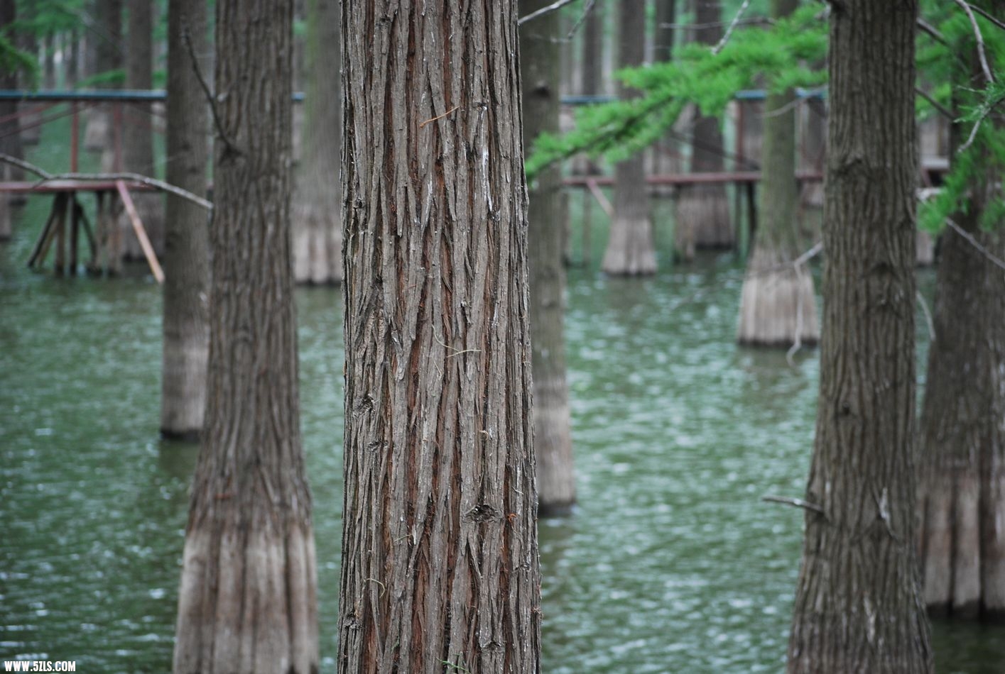 DSC_0107.JPG