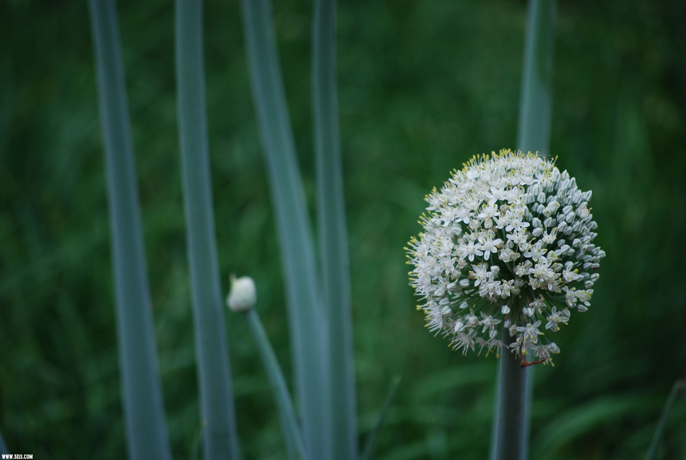 DSC_0143.JPG