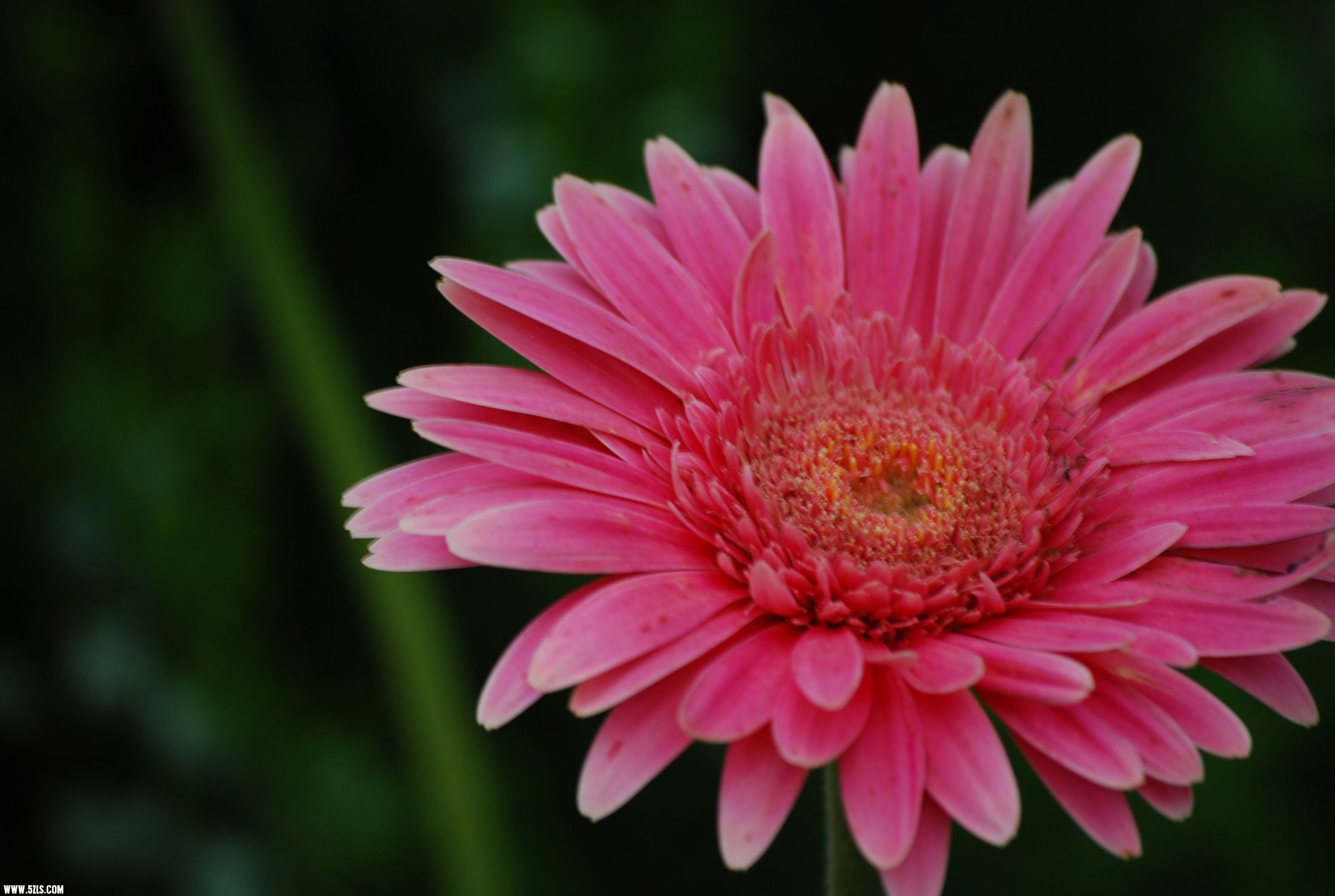 DSC_0147.JPG