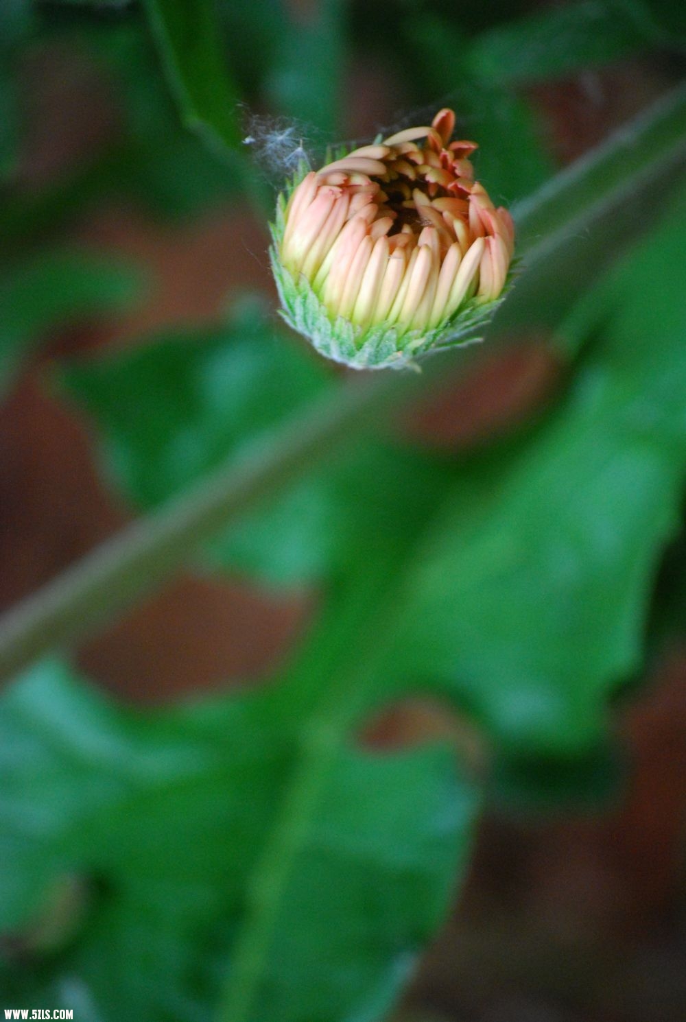 DSC_0157.JPG