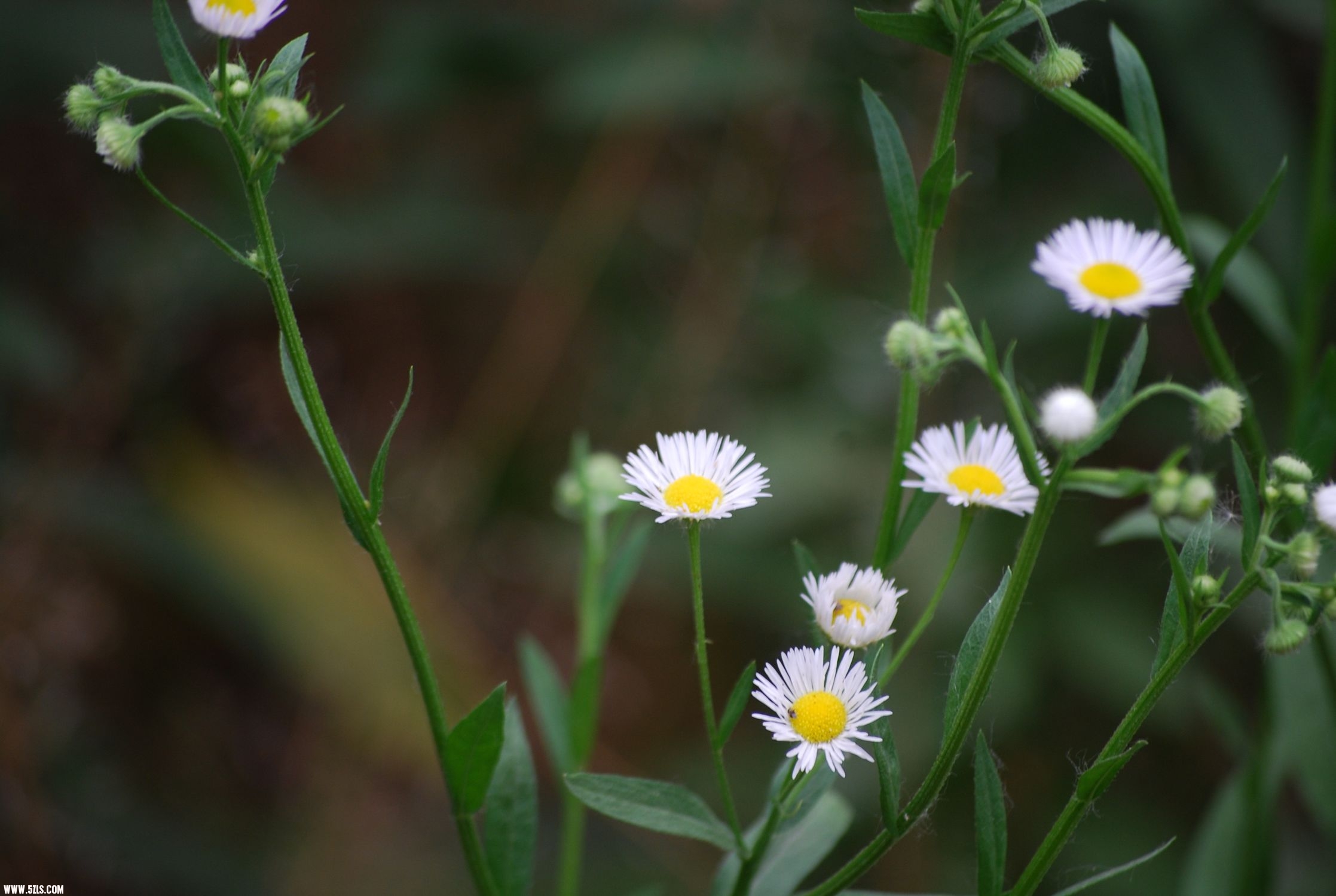 DSC_0176.JPG