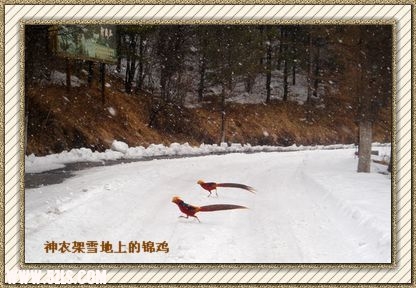 2008年春节，独车闯进神农架，在风景区大门前满是积雪的公路上，遇见