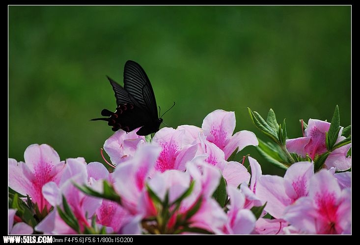 DSC_0264.jpg