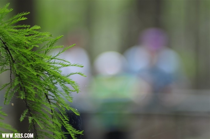 水上森林