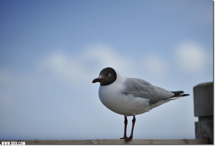 20110526ຣ 422.jpg