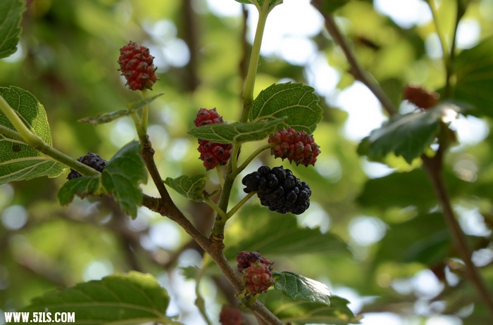 DSC_0892.jpg