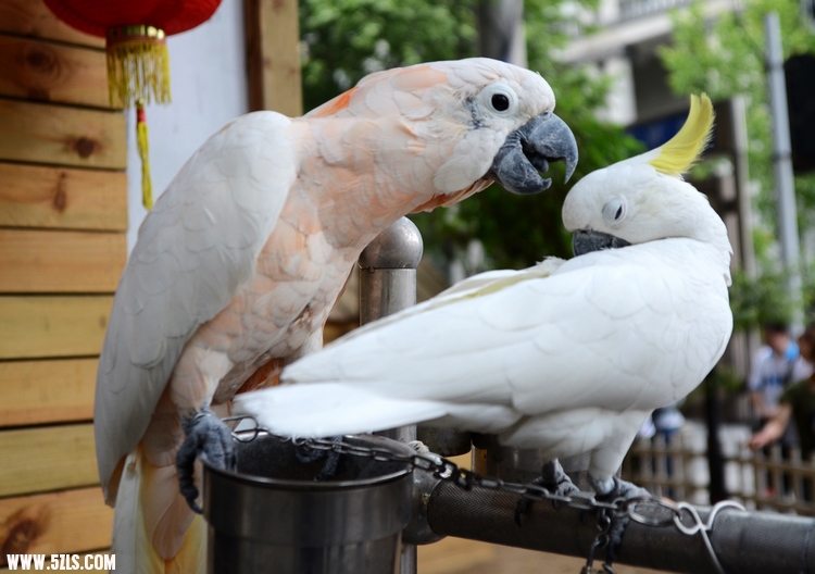 DSC_0674.JPG