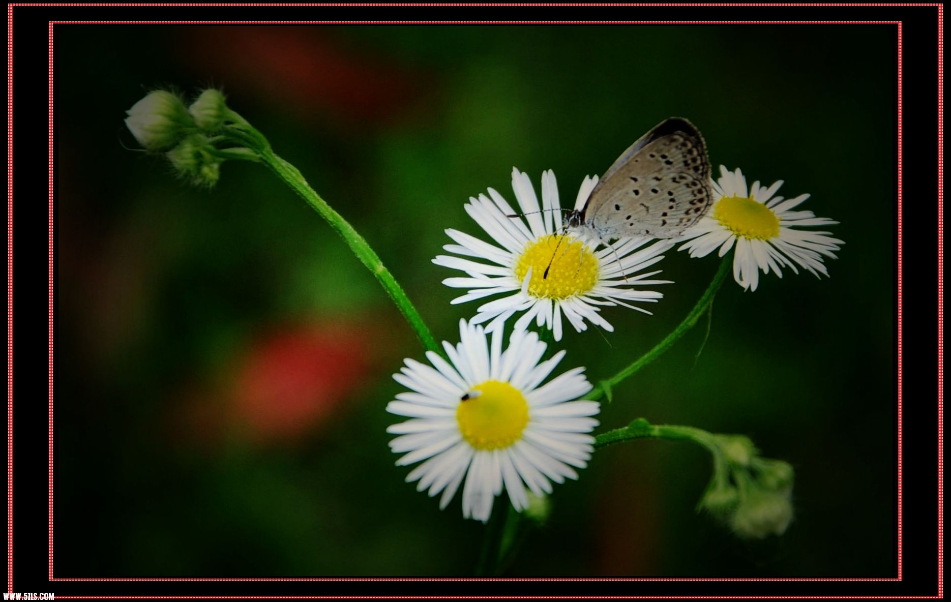 DSC_0105.JPG