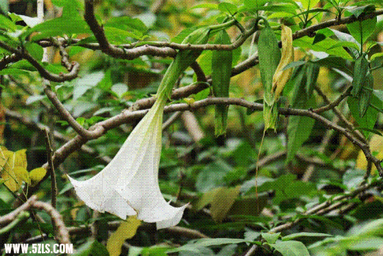 808b5f7297f8dea10bd1870a4.gif