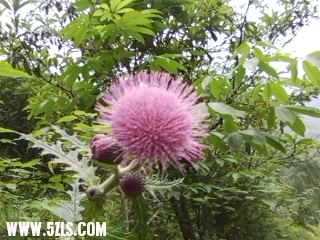 SP_A0295.jpg