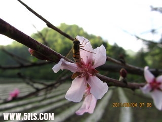 蜜蜂