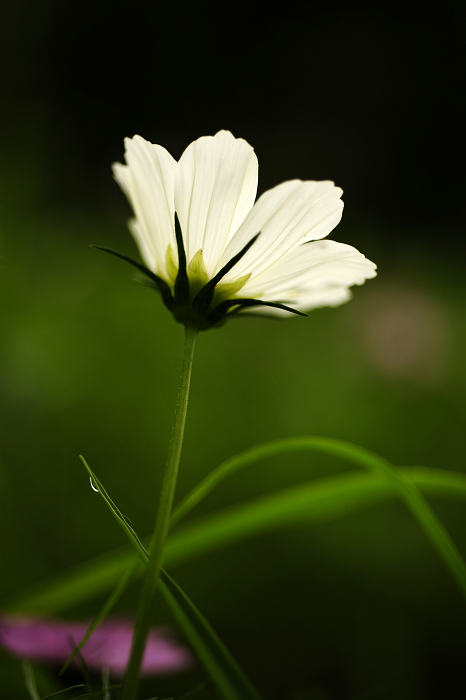 _4160376.jpg
