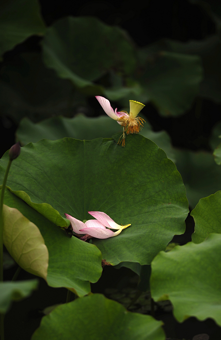 20110612 ɻ 030.jpg