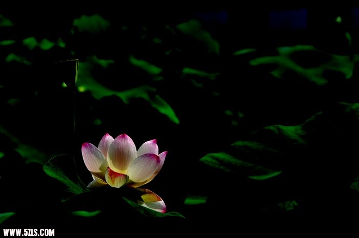DSC_1488.jpg