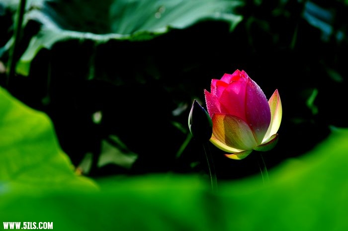 DSC_1416_1.jpg
