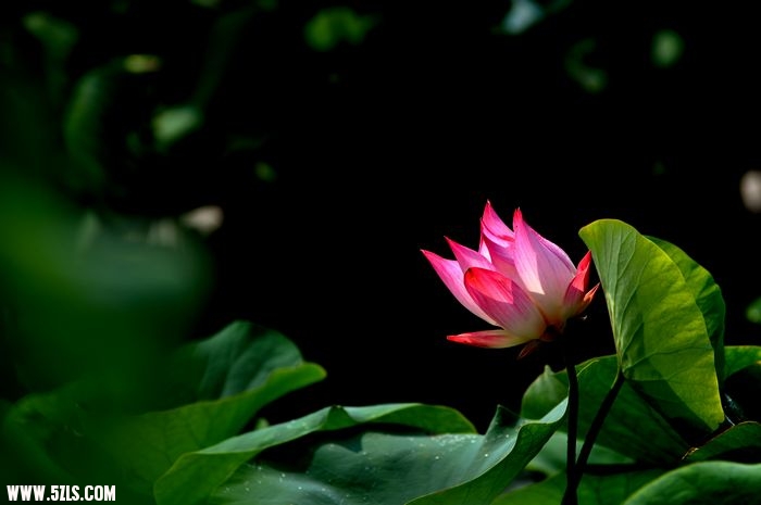 DSC_1457.jpg