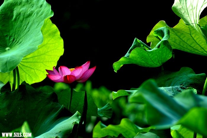 DSC_1437.jpg