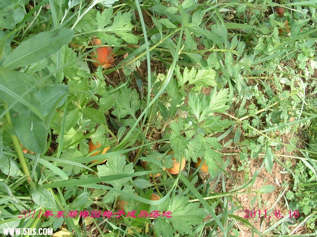 DSCF0069.JPG