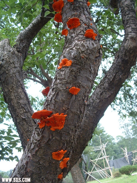 DSCF0076.JPG