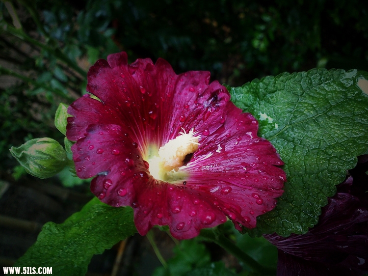 17062011357.jpg