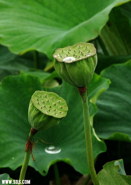 Ƭ 019.jpg
