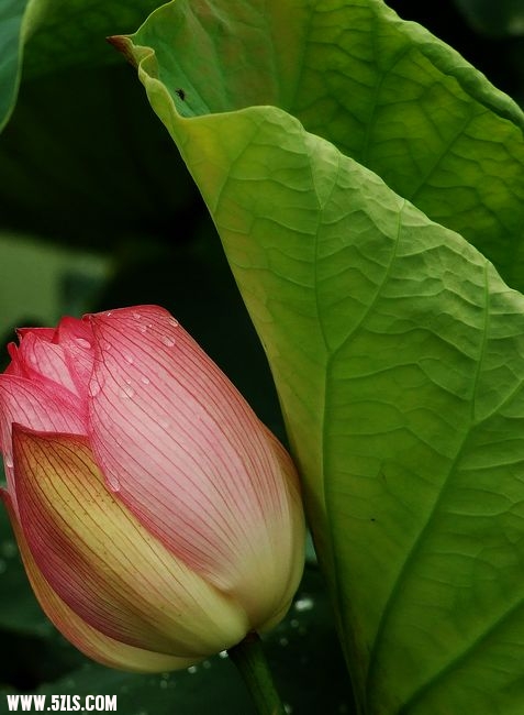 Ƭ 017.jpg