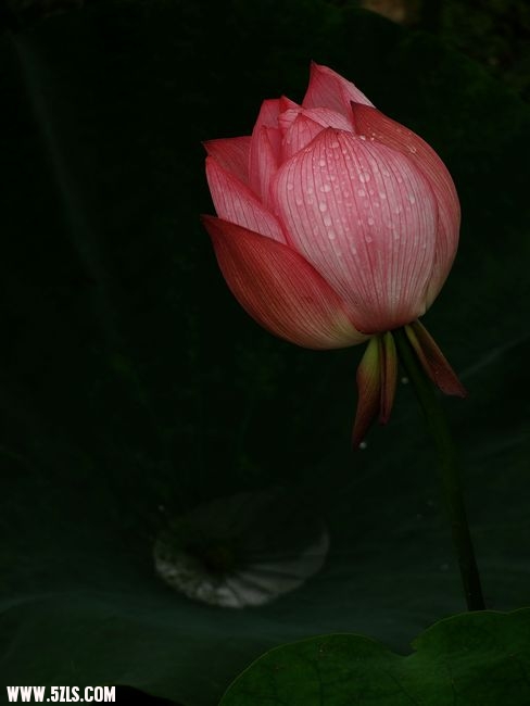 Ƭ 032.jpg