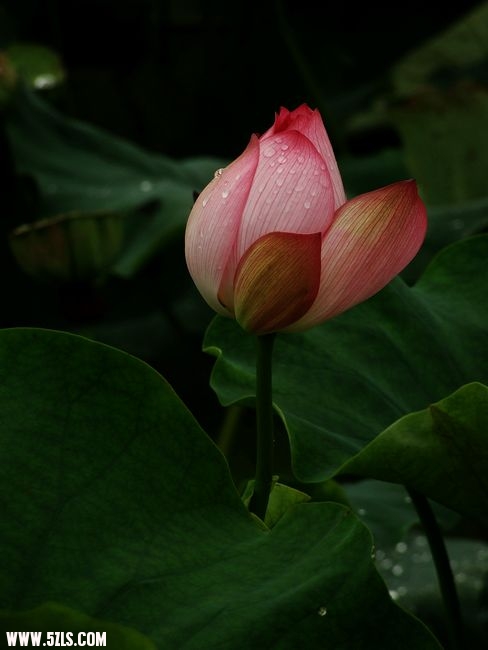 Ƭ 020.jpg