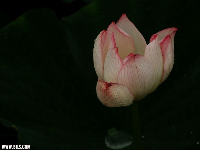 Ƭ 024.jpg