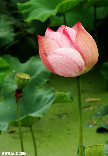 Ƭ 051.jpg