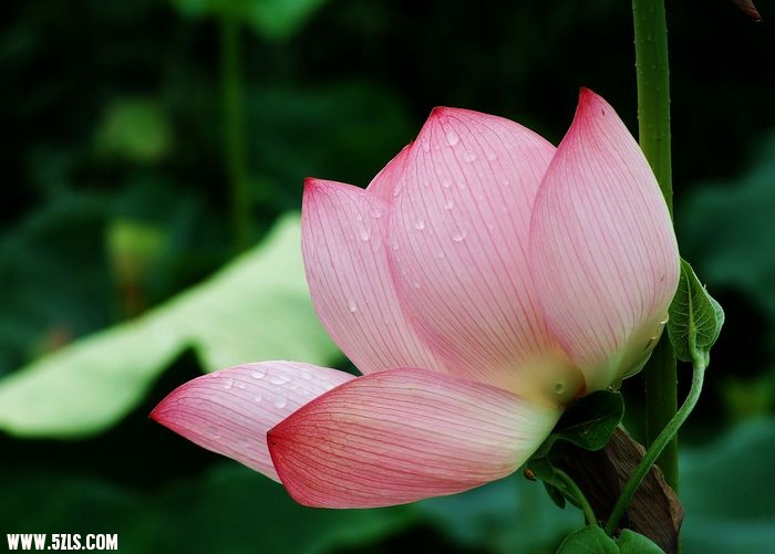 Ƭ 073.jpg