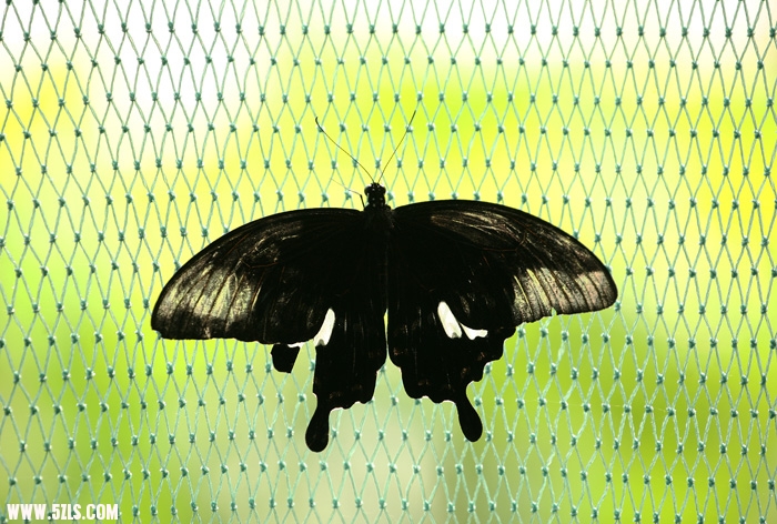 Ƭ 091.jpg
