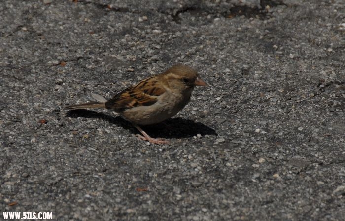 DSC_0394.jpg