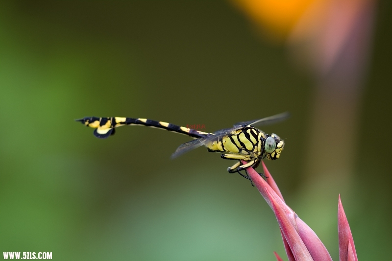 20110703-IMG_1868.jpg