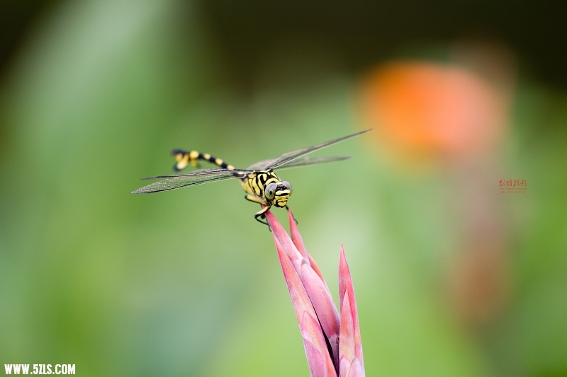 20110703-IMG_1860.jpg