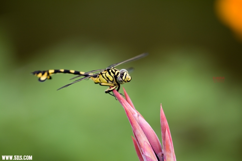 20110703-IMG_1864.jpg