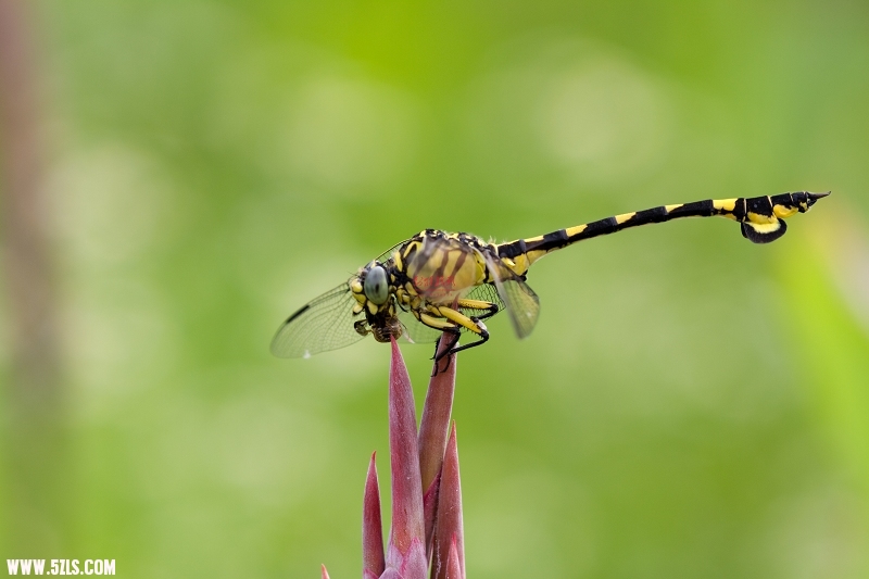 20110703-IMG_1843.jpg