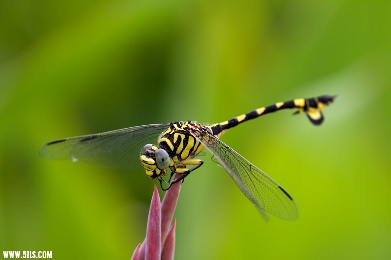 20110703-IMG_1848.jpg