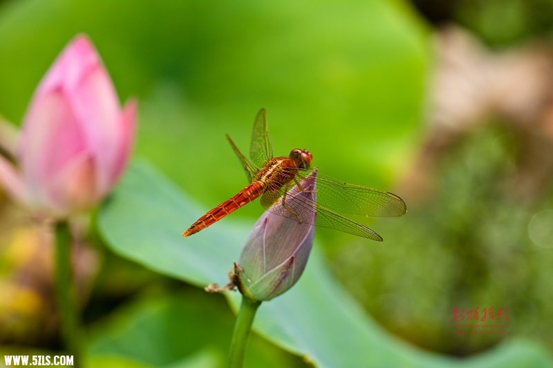 20110703-IMG_1838.jpg