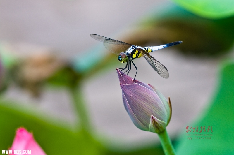 20110703-IMG_1887.jpg