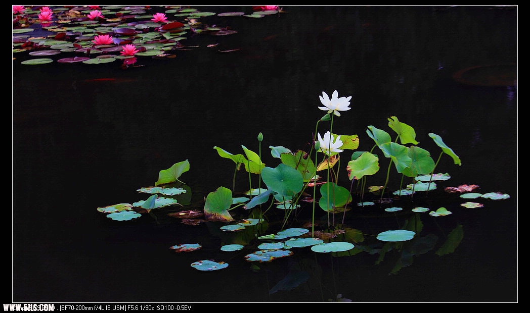 nEO_IMG_DPP_0040.jpg