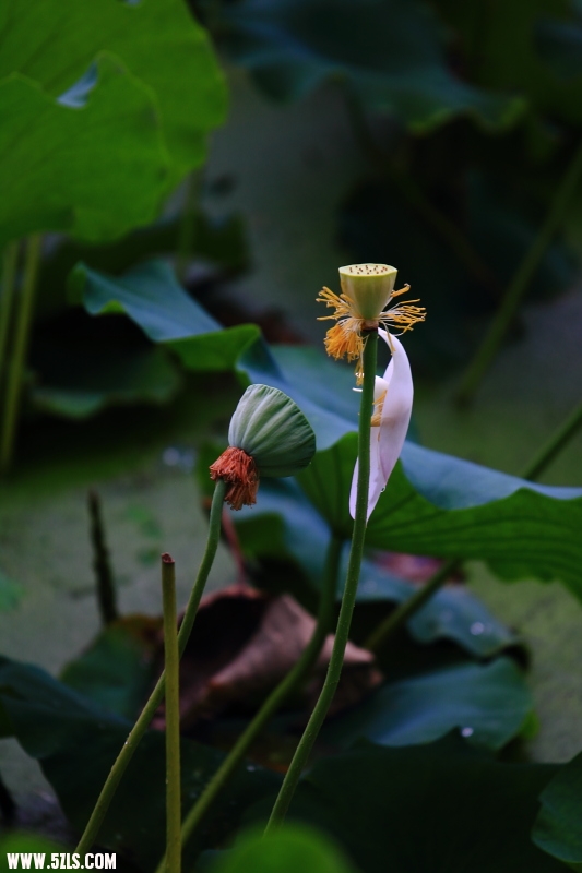 DPP_0013.JPG