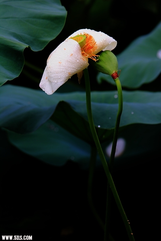 DPP_0050.JPG