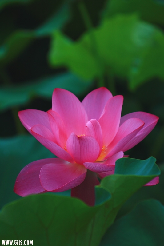 DPP_0008.JPG
