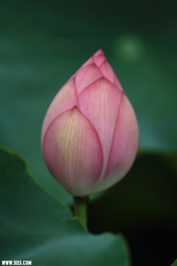 DPP_00043.JPG