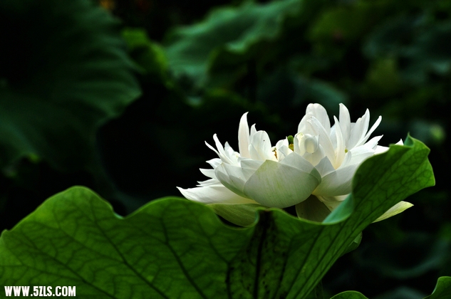 DSC_8560.jpg