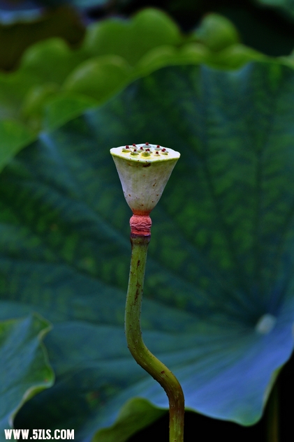 DSC_8482.jpg