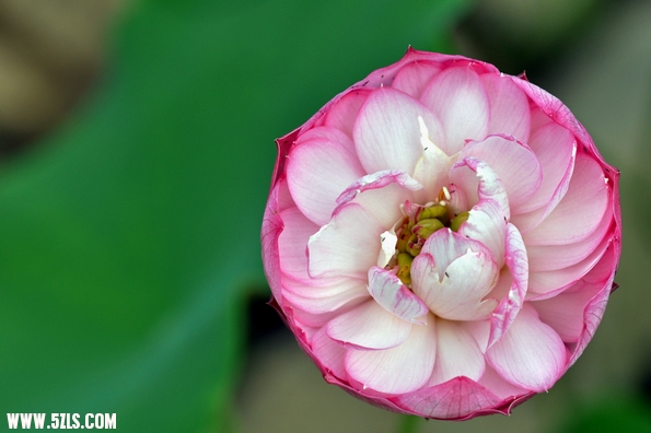 DSC_8571.jpg