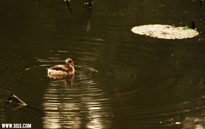 Ƭ 064.jpg